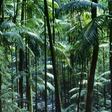Australia, forest, tropical