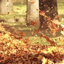 autumn, Leaf, Wind