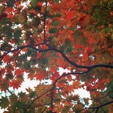 autumn, Leaf, branch, Red