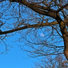 blue, trees, branch pics, Sky