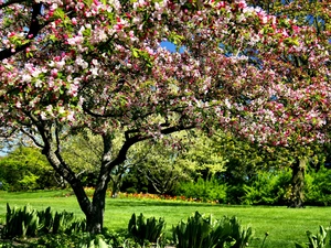 Spring, botanical garden, Chicago