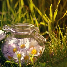 daisies, Meadow, jar