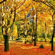 autumn, sunny, day, Park