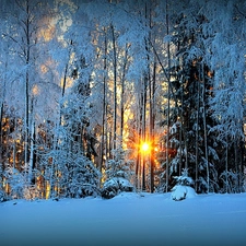 sun, Przebijające, luminosity, ligh, forest, flash, winter