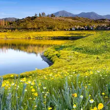 Mountains, Meadow, Flowers, Pond - car