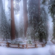 viewes, forest, Way, trees, winter, Fog, Fance