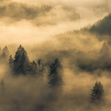Fog, clouds, forest