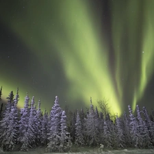 winter, aurora polaris, forest
