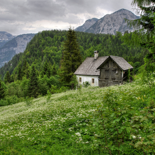 Home, Flowers, woods, Meadow, Mountains