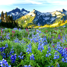 Mountains, field, lupine, woods