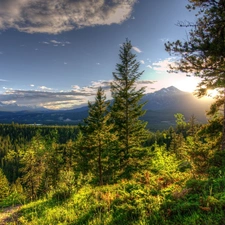 rays of the Sun, forest, Mountains