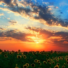 west, Sky, Nice sunflowers, sun