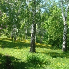 trees, birch, Park, viewes