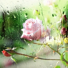 Pink, Glass, Rain, rose