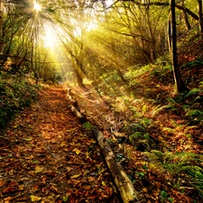 fern, Path, sun, Leaf, forest, rays, autumn