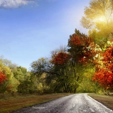 viewes, color, sun, trees, Way, rays, autumn