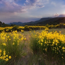 woods, Flowers, sun, Mountains, Meadow, rays, clouds