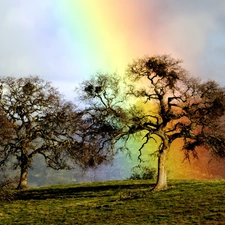 trees, Great Rainbows, Sky, viewes