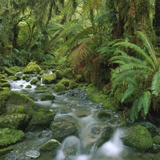 stream, Stones, viewes, fern, trees