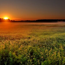Floral, The setting, sun, Meadow