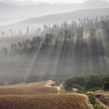 viewes, rays of the Sun, field, trees, Way