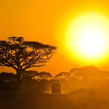 trees, Safari, sun
