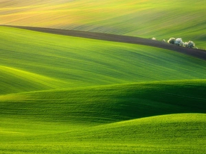 trees, viewes, grass, green, field