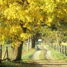 trees, viewes, Path, Yellow, field