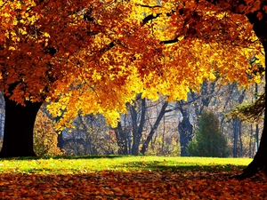 autumn, trees, viewes, color