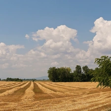 trees, Field, Sky, cereals, Mowed, viewes, clouds