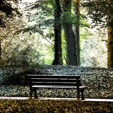 Park, trees, viewes, Bench