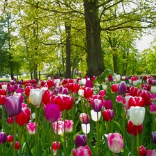 Park, trees, viewes, Tulips