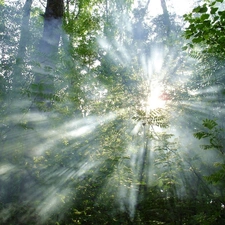rays, trees, viewes, sun