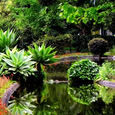 exotic, eye, water, Garden