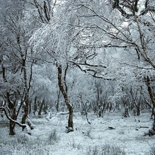 trees, forest, winter, viewes