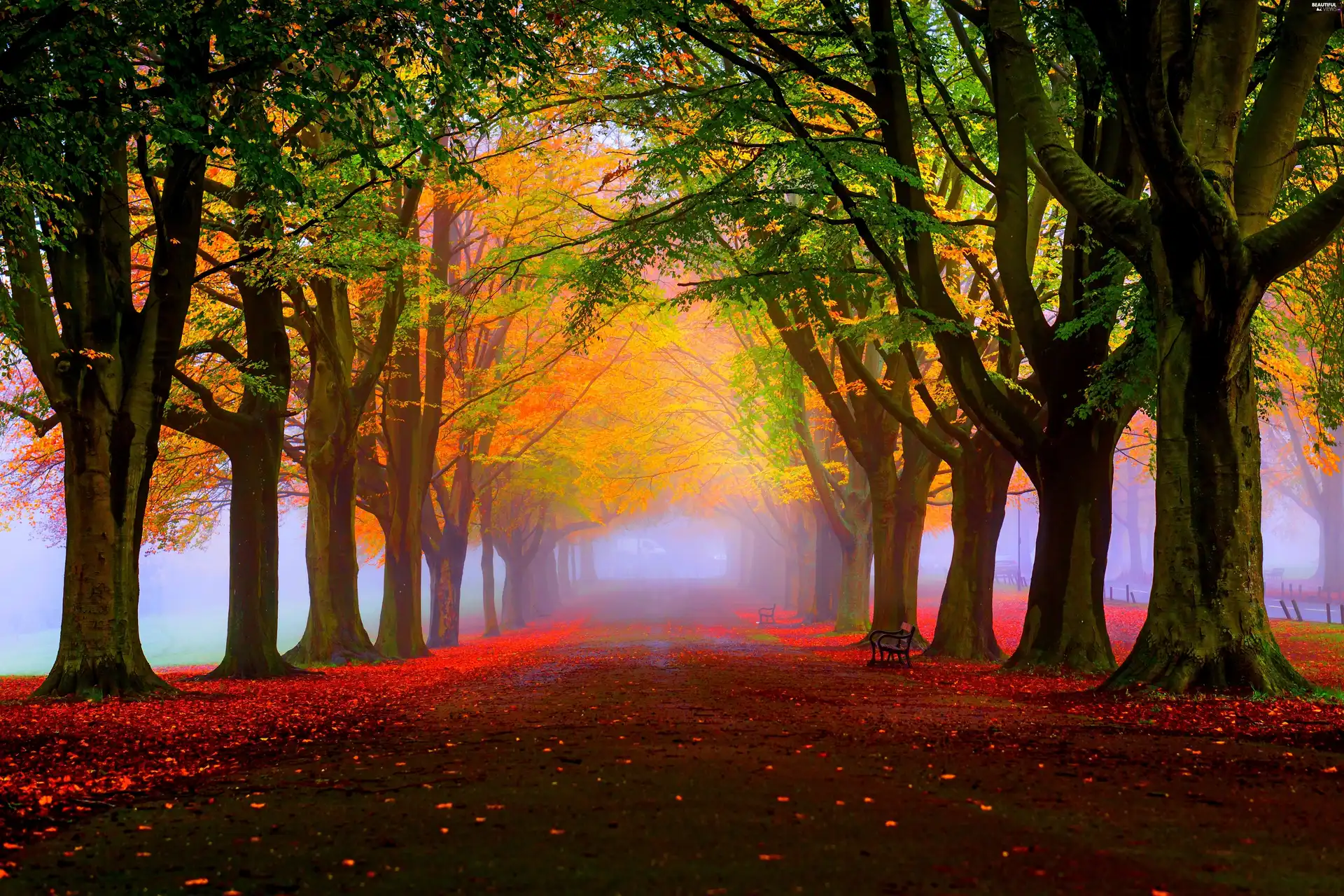 trees, autumn, alley, Fog, viewes, Park