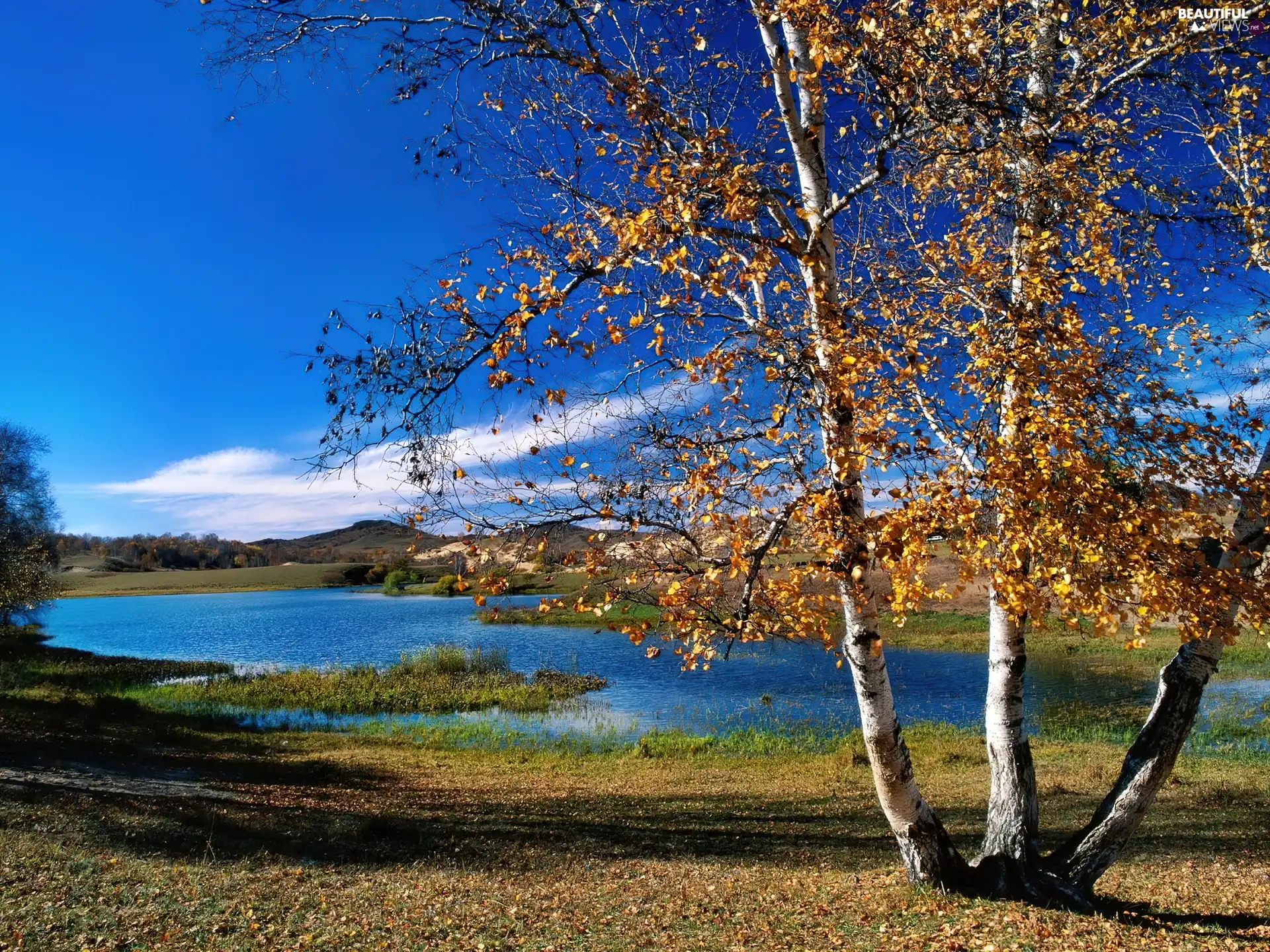 autumn, lake, birch