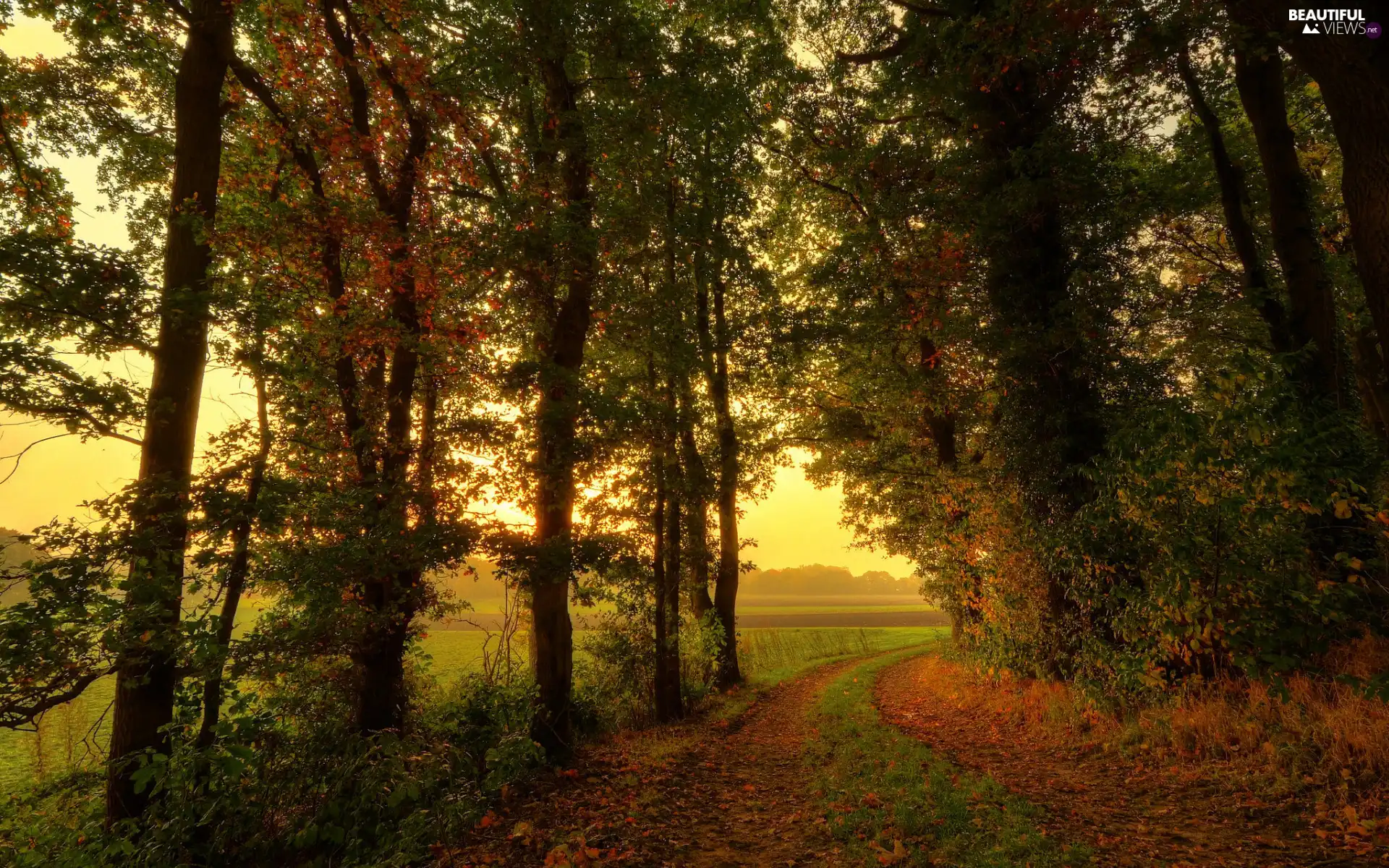 trees, Way, field, autumn, viewes, forest