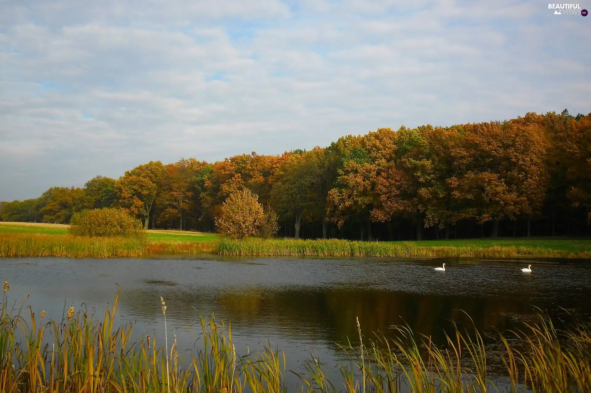 Swan, Pond - car, autumn