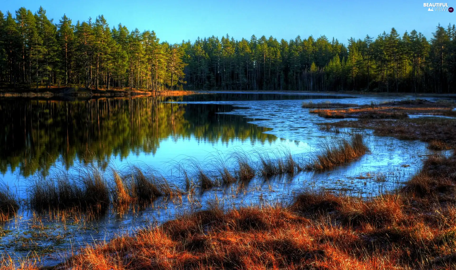 River, grass, autumn, forest