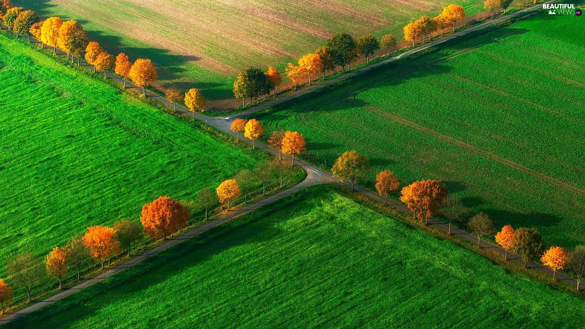 viewes, autumn, roads, trees, field