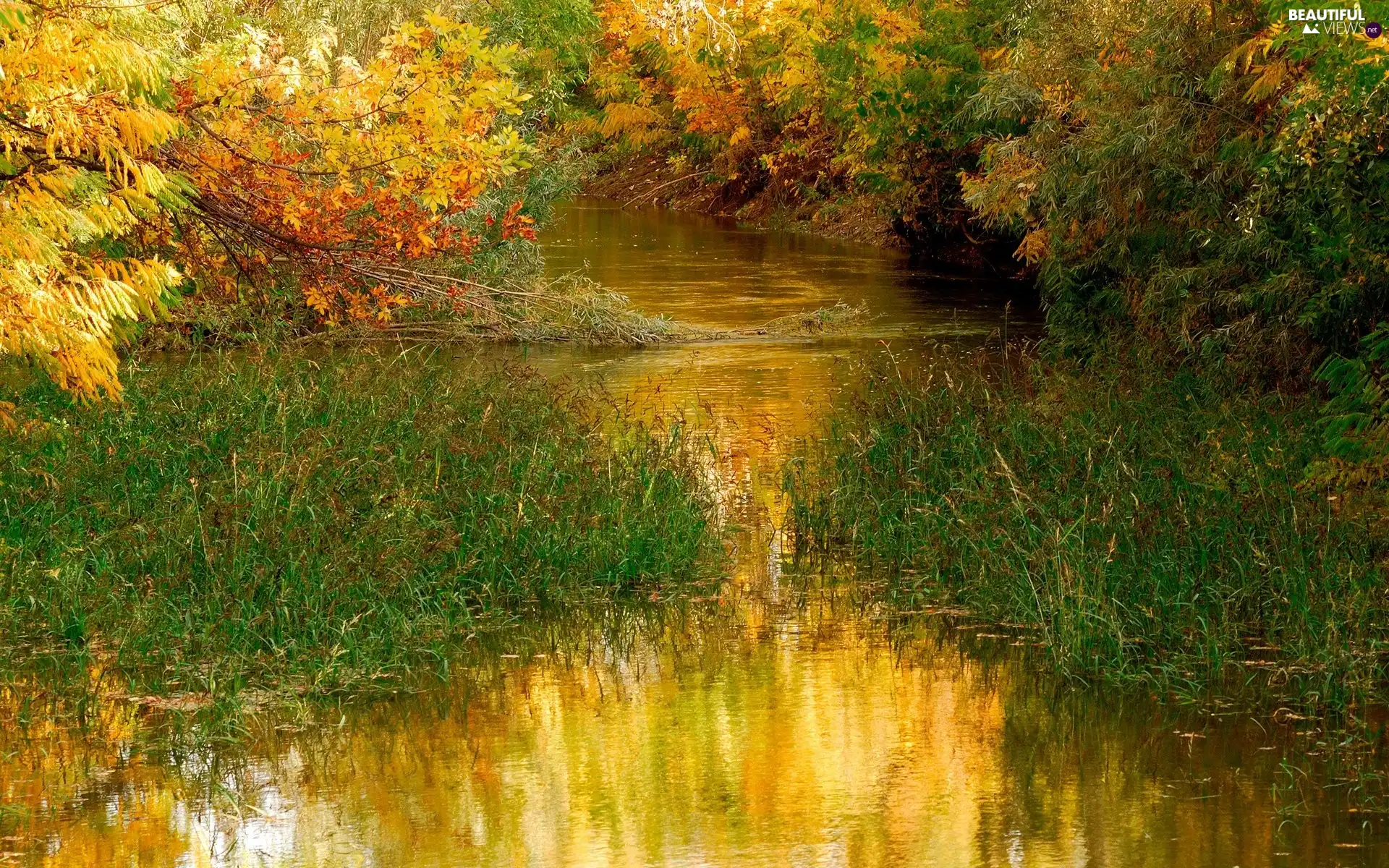 trees, water, autumn, viewes