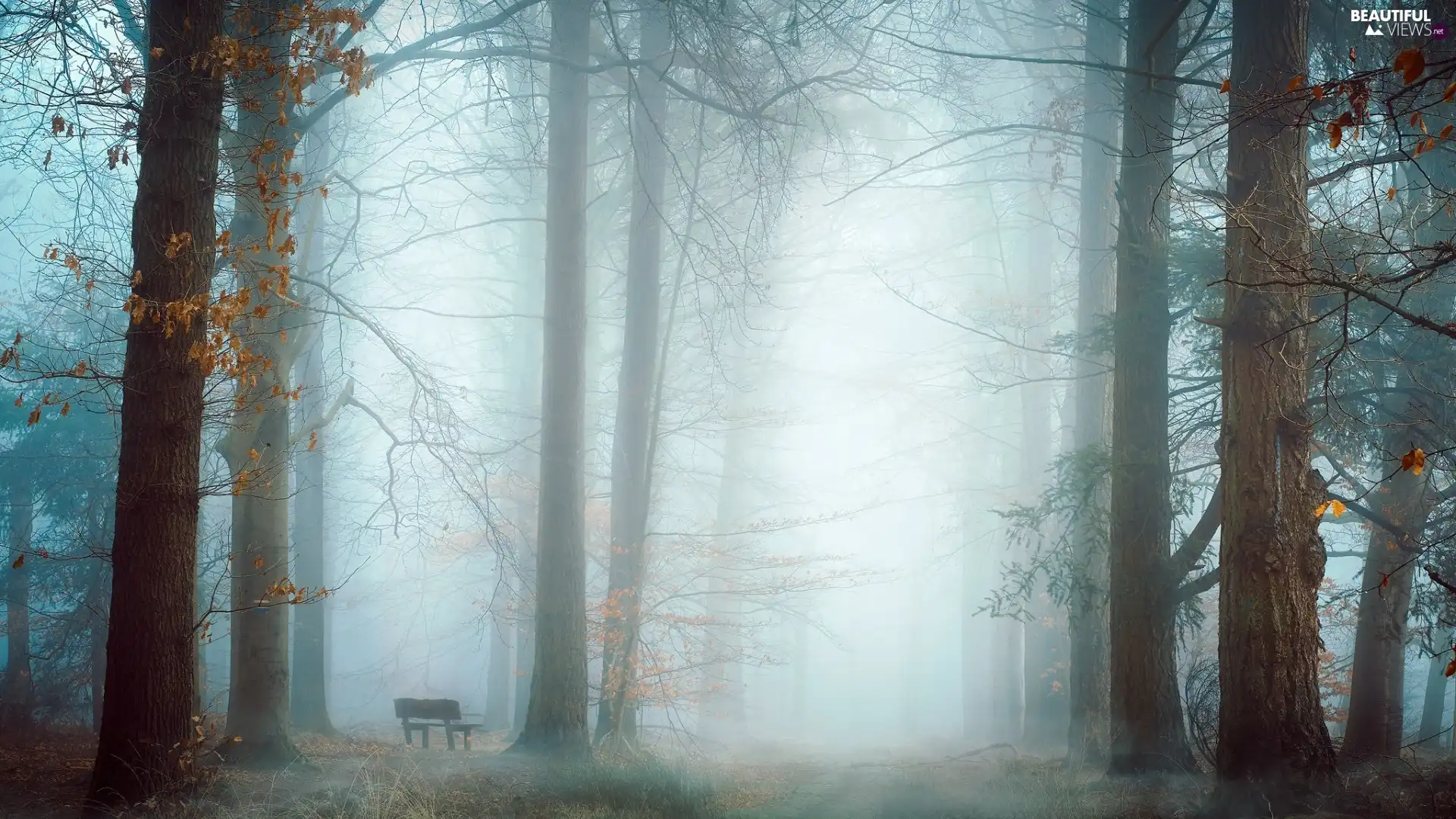 Fog, Bench, trees, viewes, forest