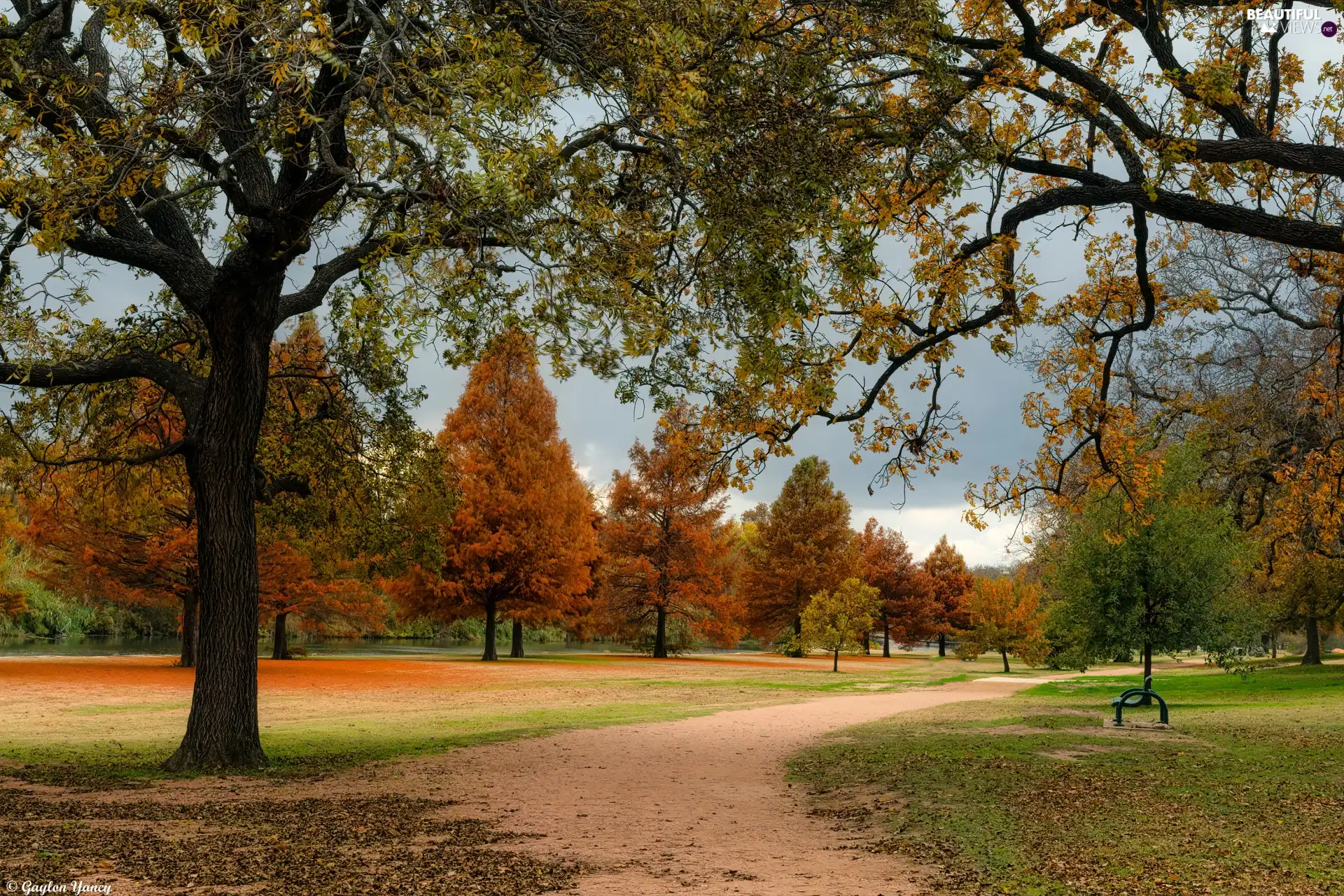 viewes, autumn, Path, Bench, Park, trees