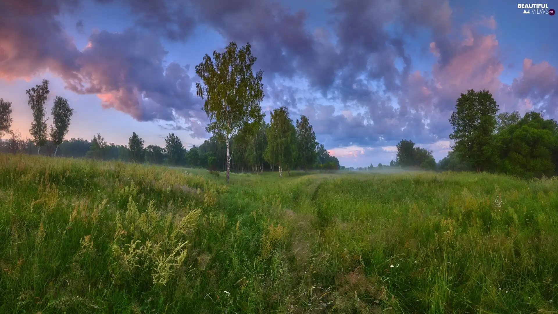 clouds, Meadow, viewes, birch-tree, trees, grass