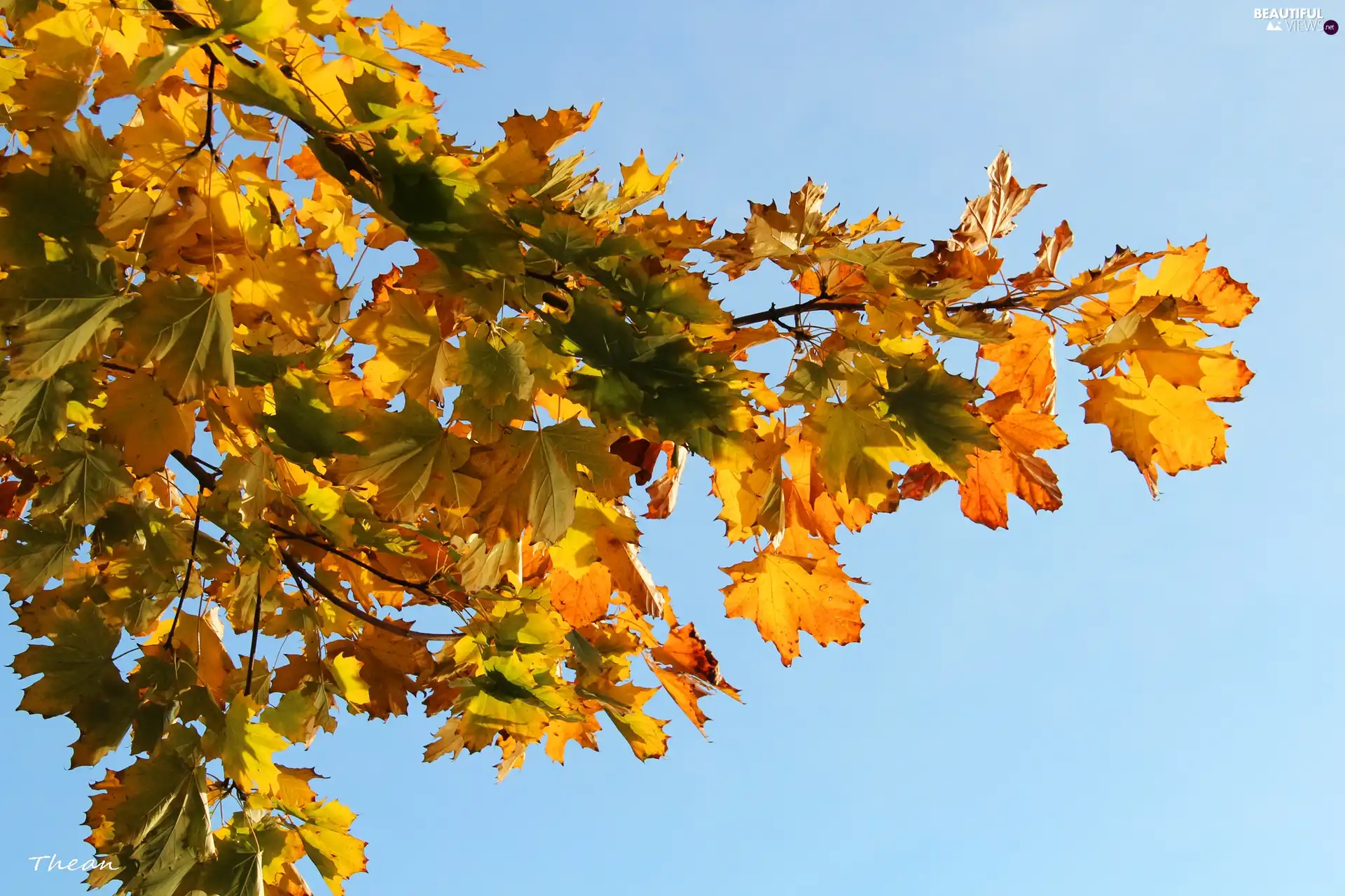 blue, Sky, Autumn, Leaf, Yellow
