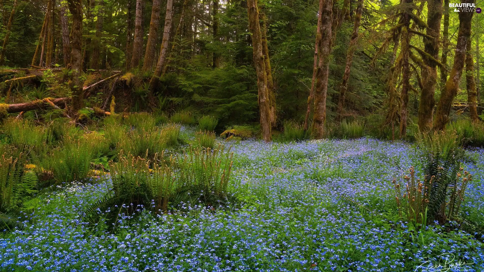 viewes, fern, Spring, Forget, Flowers, trees, forest, Blue