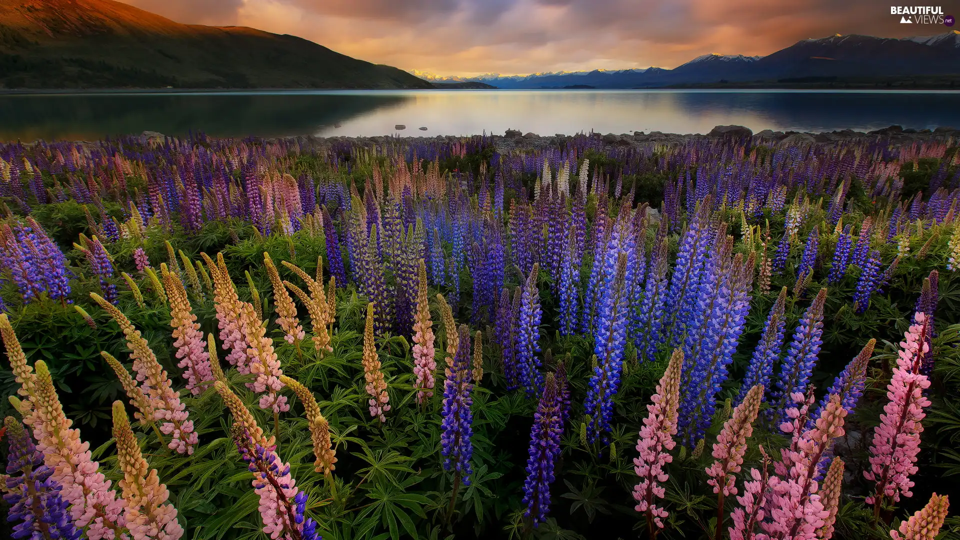 Blue, lupins, Mountains, Meadow, Sunrise, Pink, New Zeland, Tekapo Lake