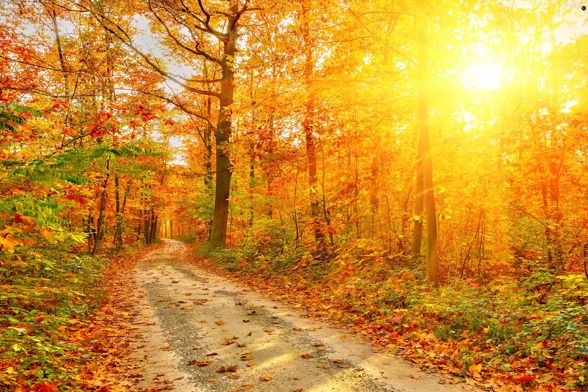 autumn, Path, light breaking through sky, forest