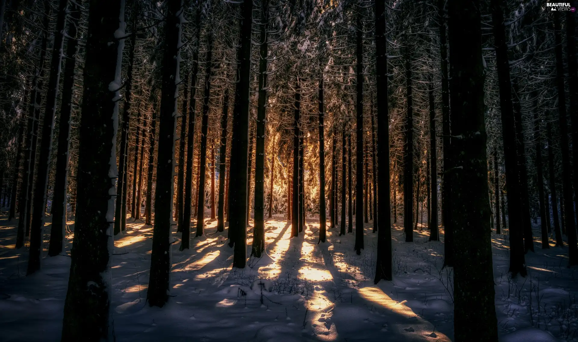 forest, snow, light breaking through sky, winter